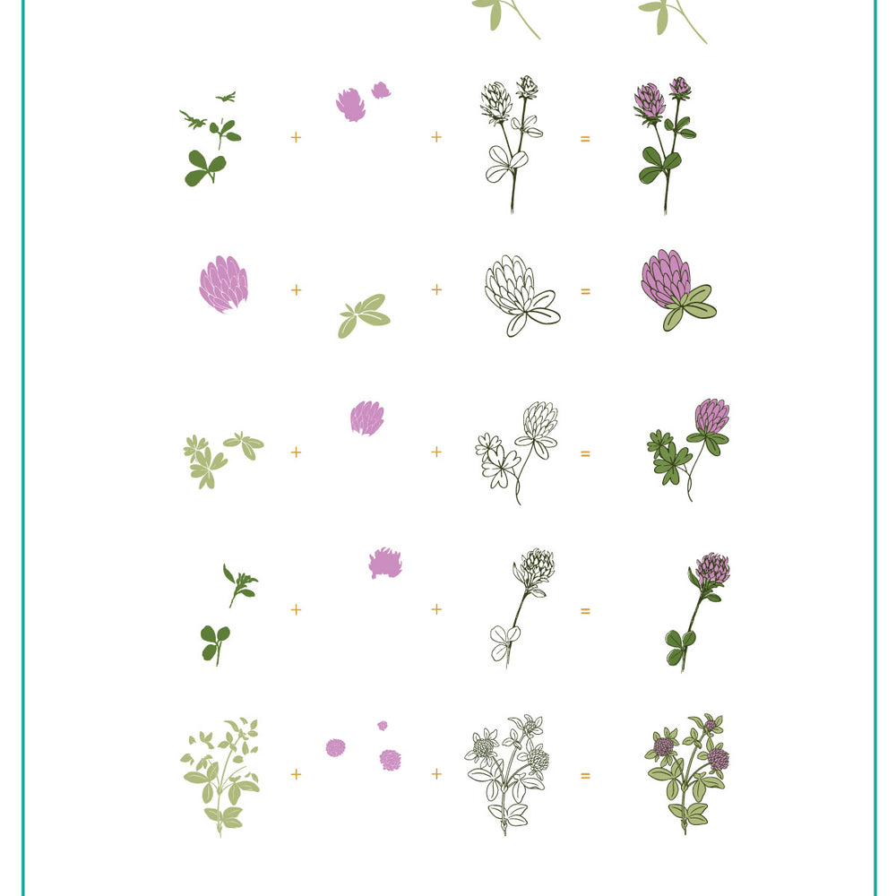 
                  
                    CjSH-105  Pretty Clover |  Steel Nail Art Stamping Plate
                  
                